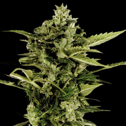 Auto Bomb Feminised seeds