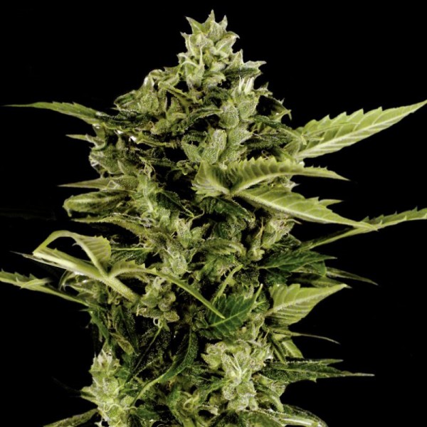 Auto Bomb Feminised seeds