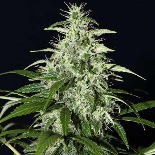 Auto Kalashnikova Feminised seeds