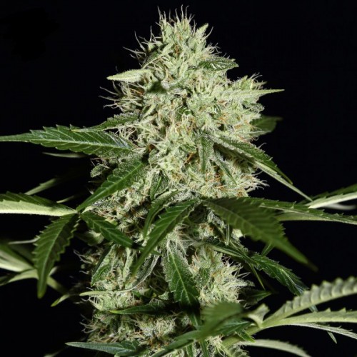 Auto Northern Lights Feminised seeds