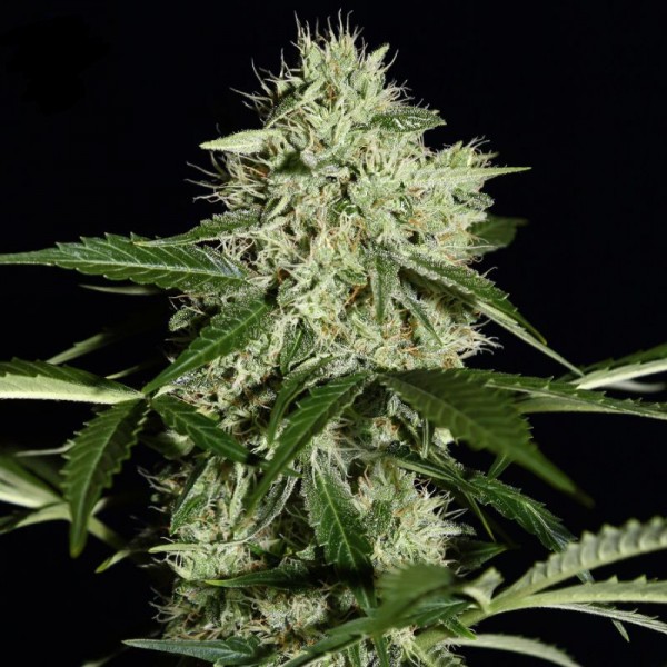 Auto Northern Lights Feminised seeds