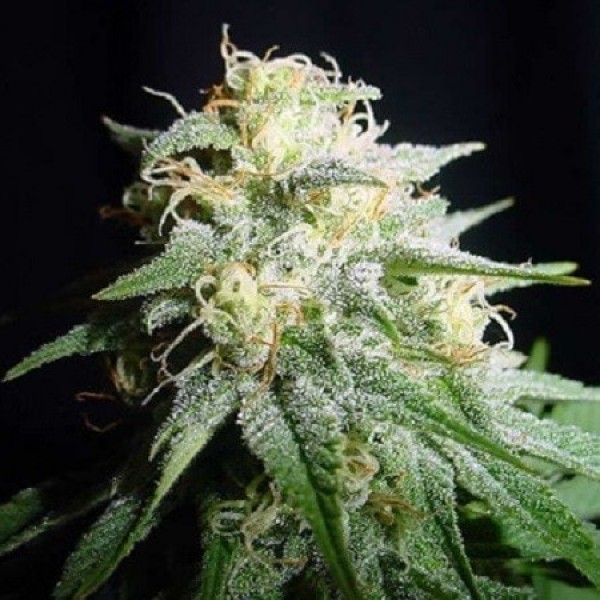 Насіння Auto White Widow Feminised