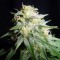 Насіння Auto White Widow Feminised