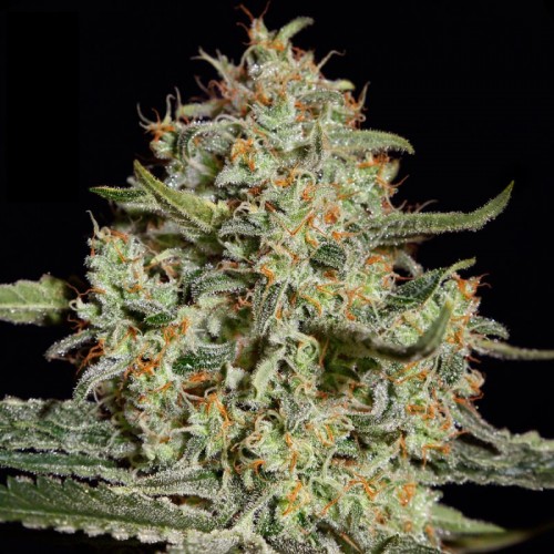Big Bang Feminised seeds