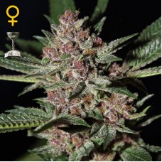 Насіння Bubba Kush Feminised