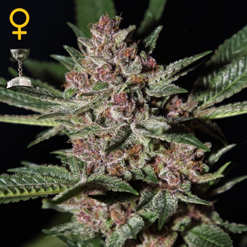 Bubba Kush Feminised seeds