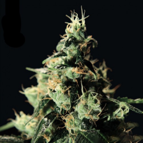 Chemdog Feminised seeds