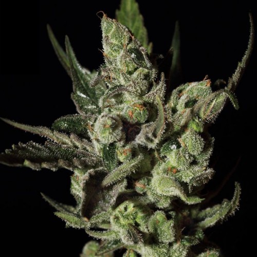 Exodus Cheese Feminised seeds