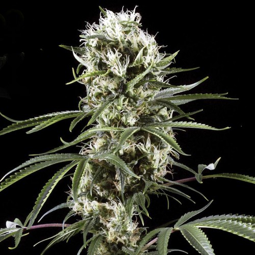 Auto Super Lemon Haze Feminised seeds