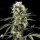 Auto Super Lemon Haze Feminised seeds