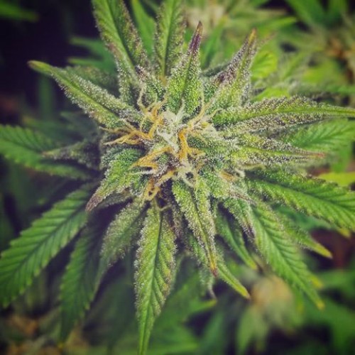 Franco Lemon Cheese Feminised seeds