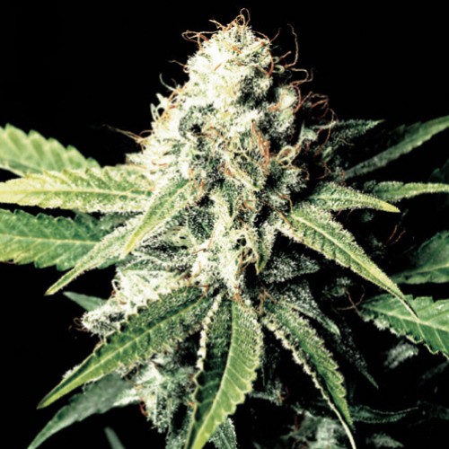 Great White Shark Feminised seeds