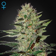 Насіння Auto Exodus Cheese Feminised