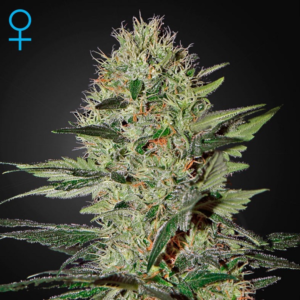Насіння Auto Exodus Cheese Feminised