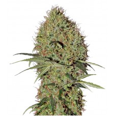 Насіння Auto Super Bud Feminised