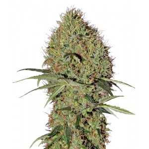 Auto Super Bud Feminised