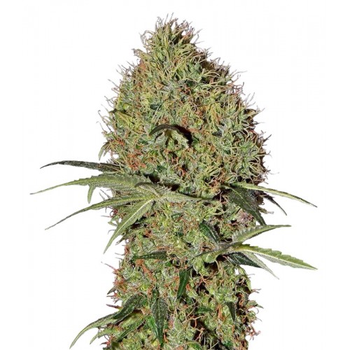 Auto Super Bud Feminised seeds