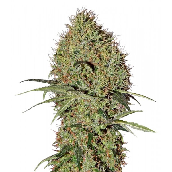 Насіння Auto Super Bud Feminised