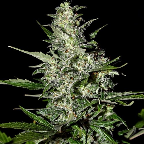 Auto Super Critical Feminised seeds