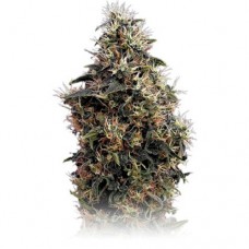 Насіння Auto Sweet Mango Feminised