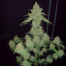 Насіння GH Cheese Feminised