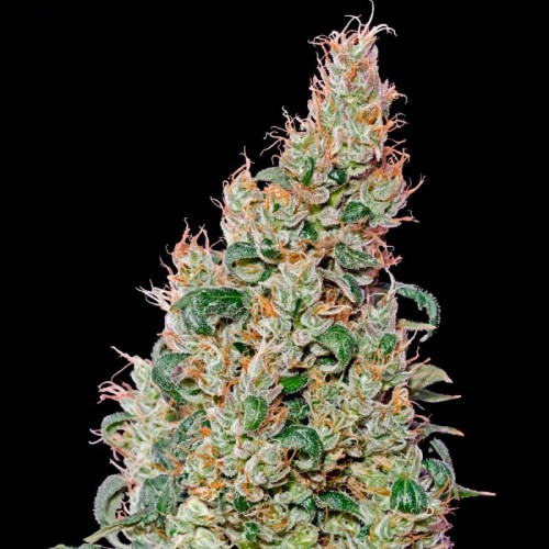 Green-O-Matic Feminised seeds