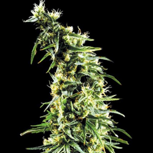 Hawaiian Snow Feminised seeds