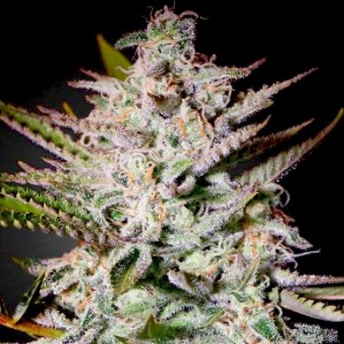 Holy Punch Feminised seeds