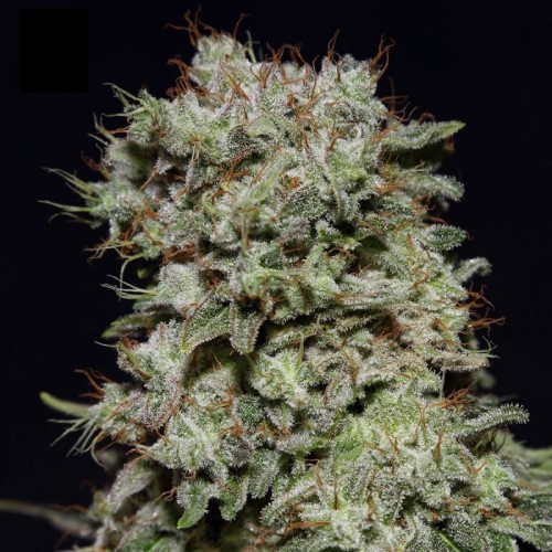Kalashnikova Feminised seeds