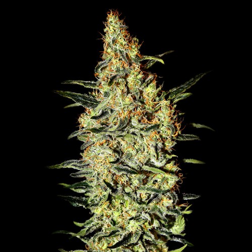 Neville’s Haze Feminised seeds