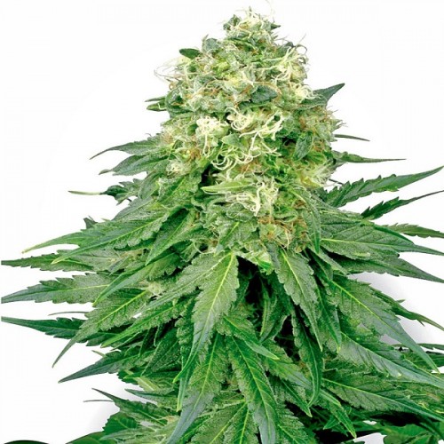 White Widow Feminised seeds