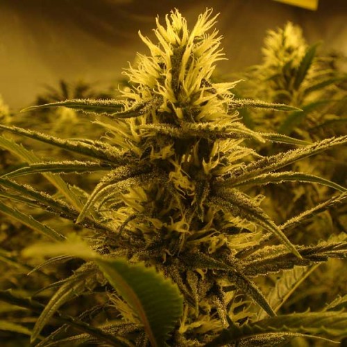 Lemon Skunk Feminised seeds