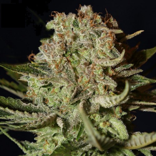 Super Bud Feminised seeds