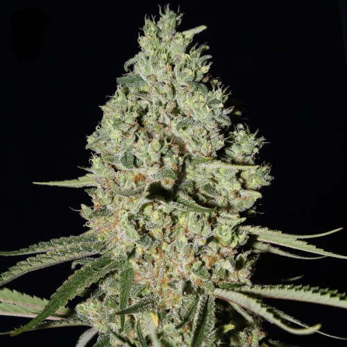 Super Critical Feminised seeds