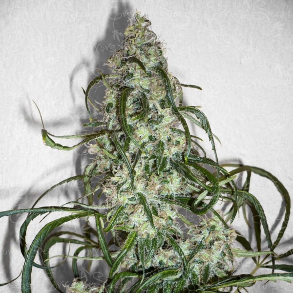 Насіння Auto Super Lemon Haze Feminised