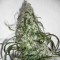Насіння Auto Super Lemon Haze Feminised