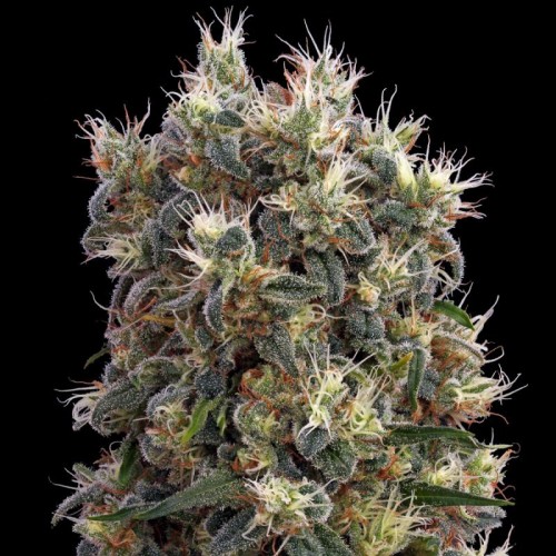 The Church Feminised seeds