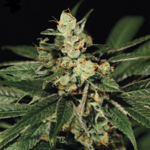 Train Wreck Feminised seeds