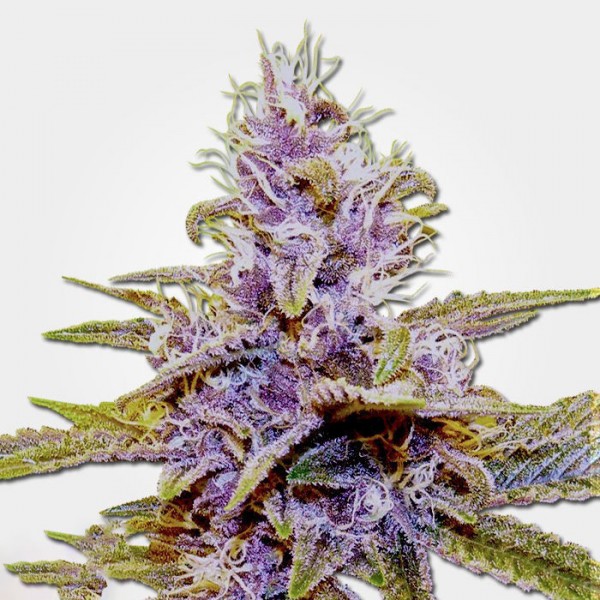 Auto Blue Dream Feminised