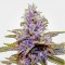 Auto Blue Dream Feminised