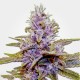 Auto Blue Dream Feminised seeds