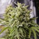 Auto Bubba Cheese Feminised seeds