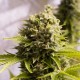 Auto Bubba Cheese Feminised seeds