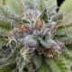 Auto Bubba Kush Feminised seeds