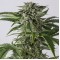 Auto Bubba Kush Feminised