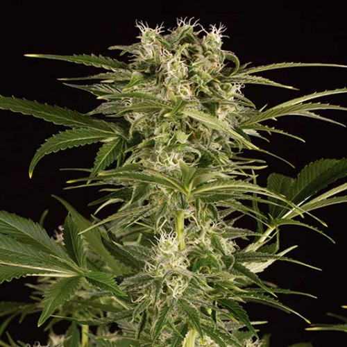 Auto Lemon Juice Express Feminised