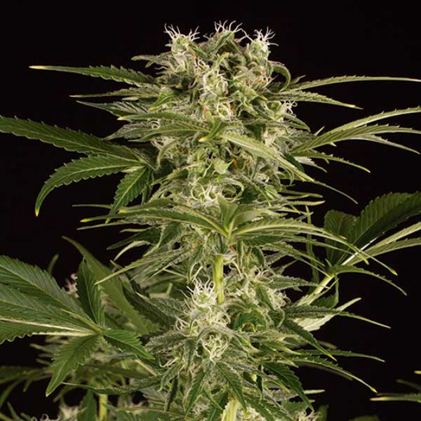 Auto Lemon Juice Express Feminised seeds