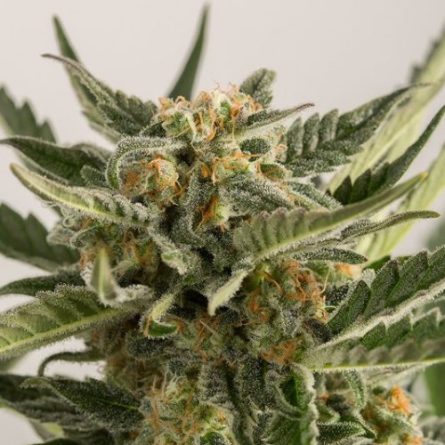 Насіння Auto Lost Coast Skunk Feminised