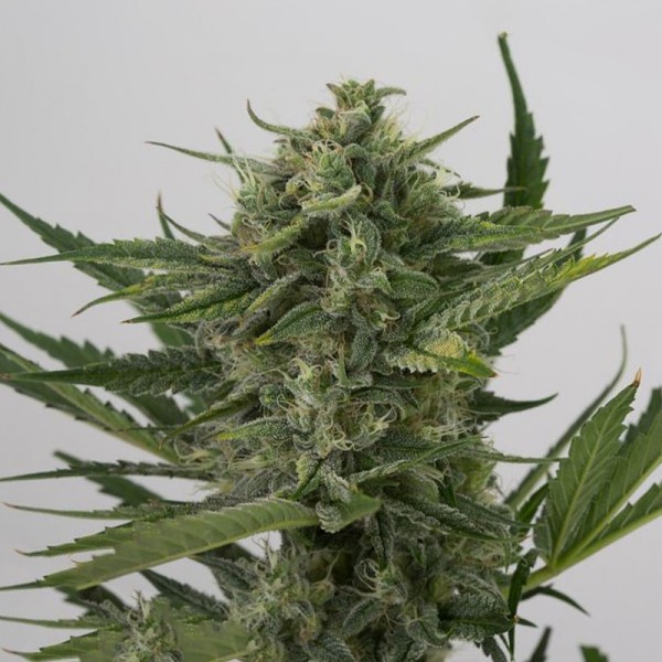 Auto OG Kush Feminised seeds