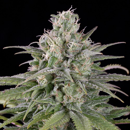 Auto UK Cheese Feminised